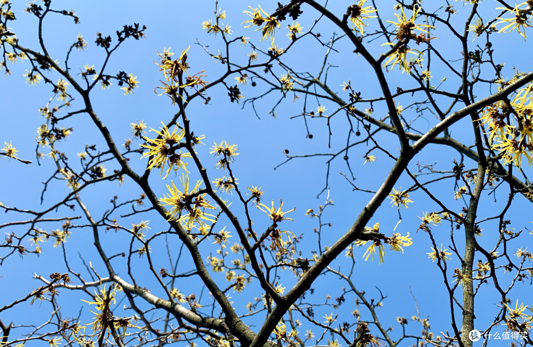 目前基本上每株金缕梅都设置了守护人,也算是爱护梅岭的一种新方式