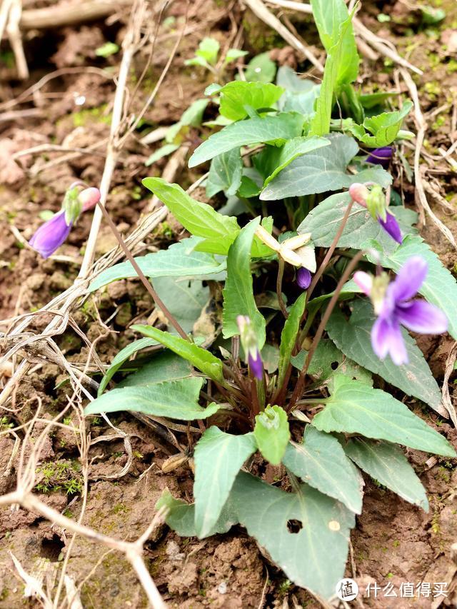 花开紫色，根茎如同钉子，既是野菜又是药材