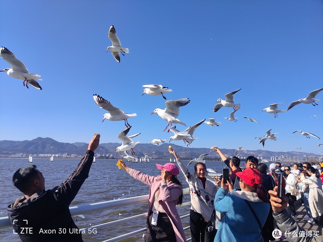 海埂大坝观海鸥