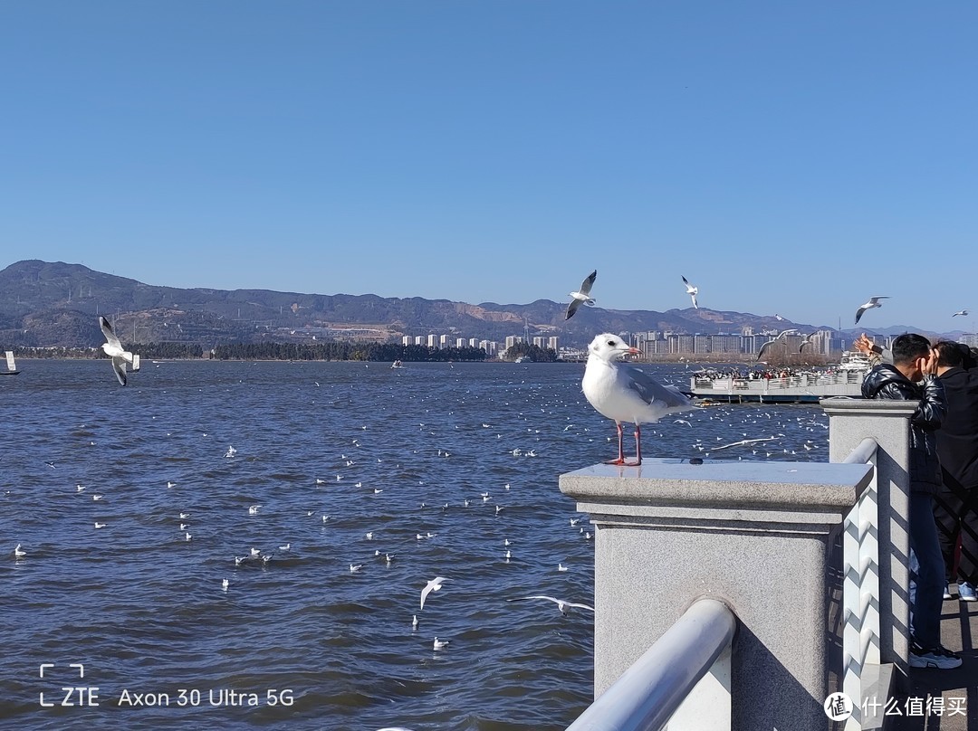 海鸥拉翔