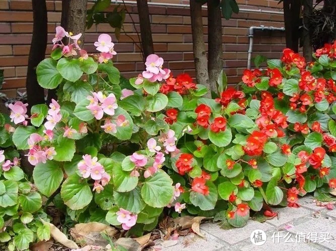 这4种“漂亮花”，好看开花多，花色鲜艳花朵完美，很适合养阳台