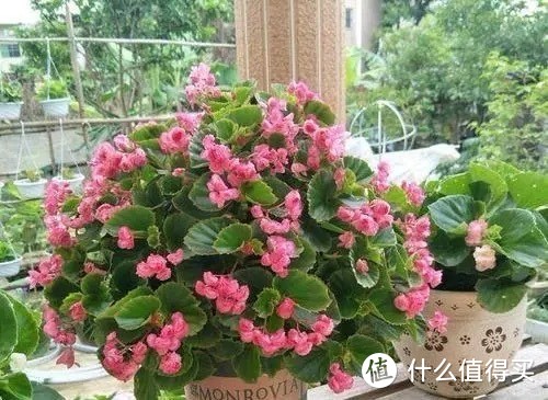 这4种“漂亮花”，好看开花多，花色鲜艳花朵完美，很适合养阳台