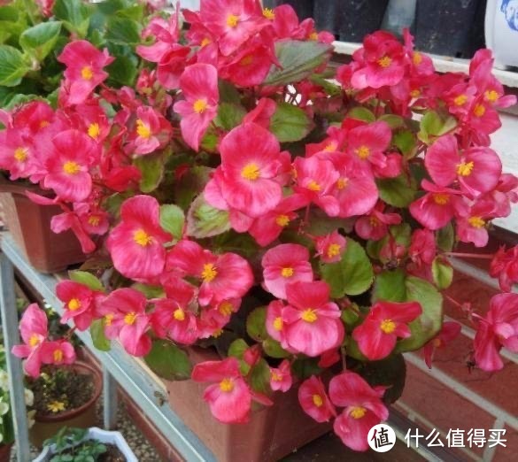 这4种“漂亮花”，好看开花多，花色鲜艳花朵完美，很适合养阳台