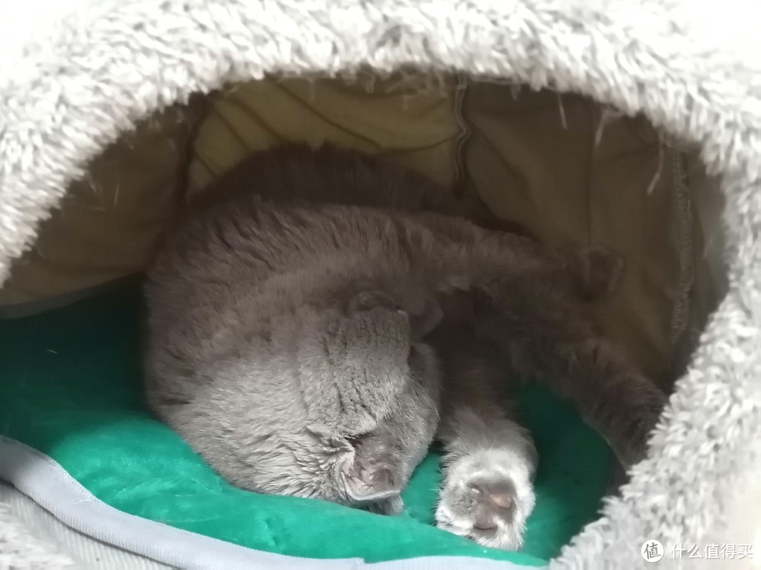 彩阳宠物电热毯，让猫咪释放睡姿