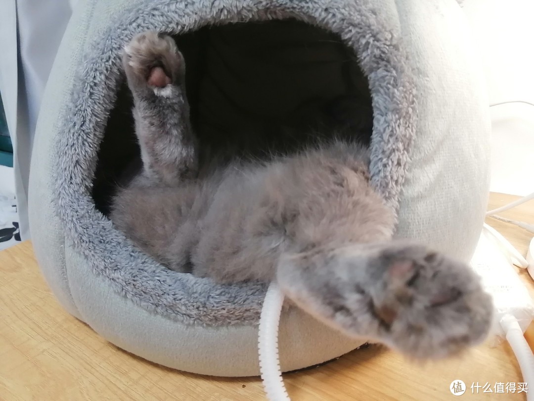 彩阳宠物电热毯，让猫咪释放睡姿