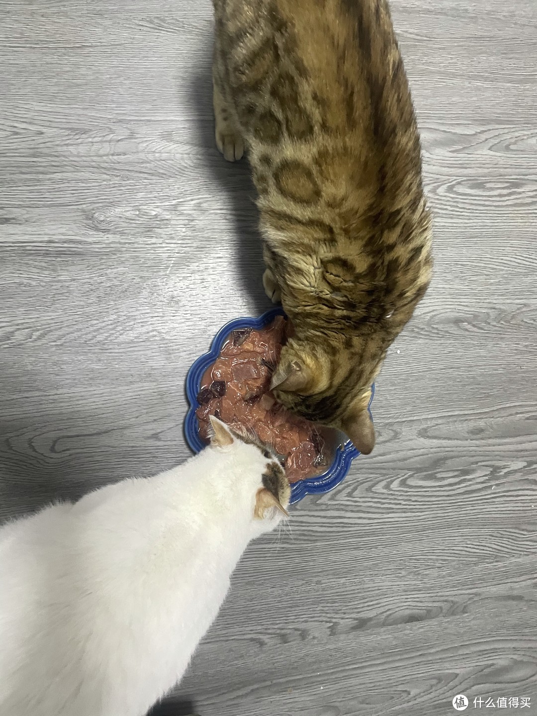 今日份猫猫晚餐 吃肉肉咯～