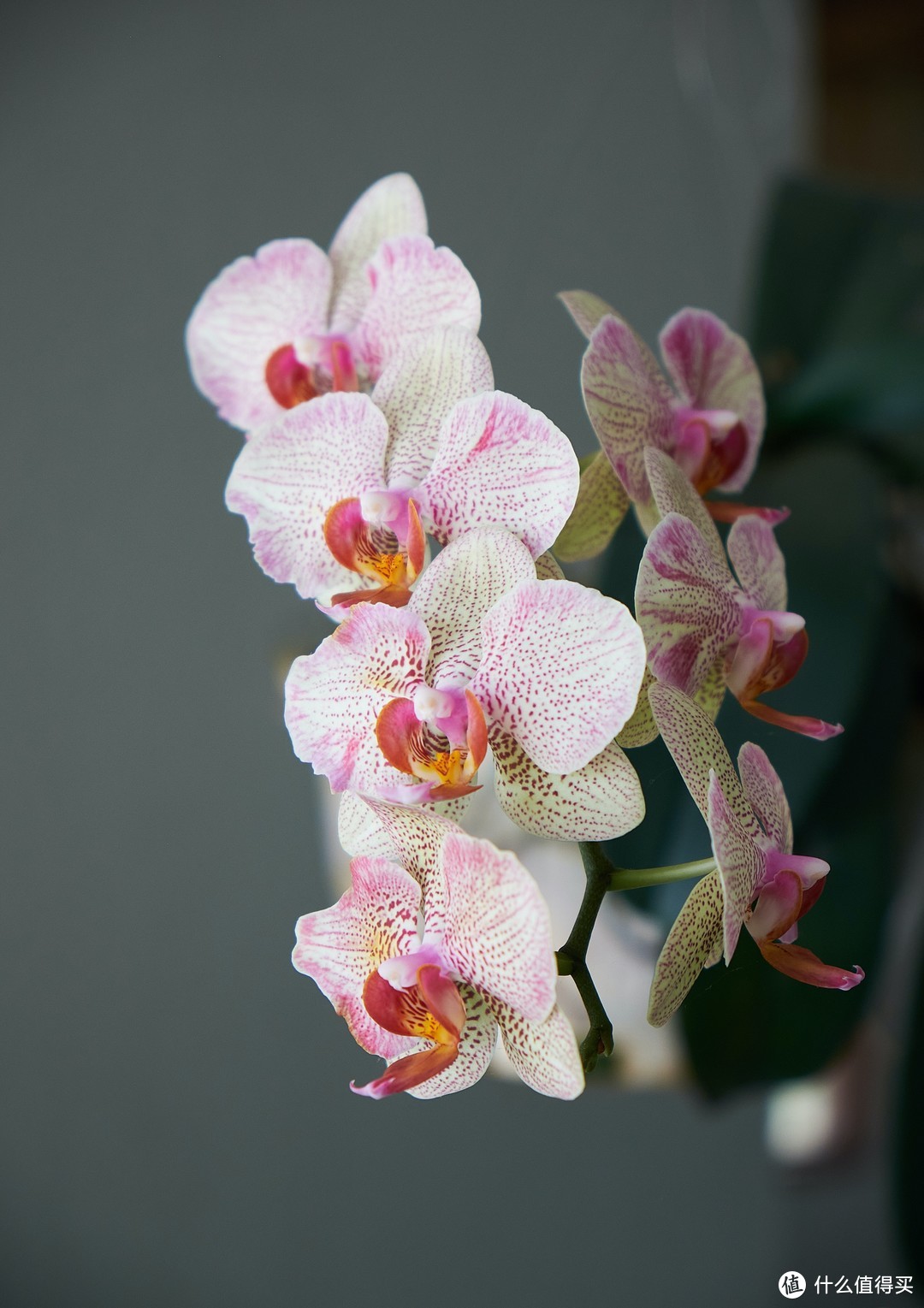 春田花花同学会|适合春天种植的盆栽花草分享~