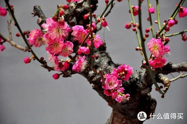 梅花的观赏价值图片