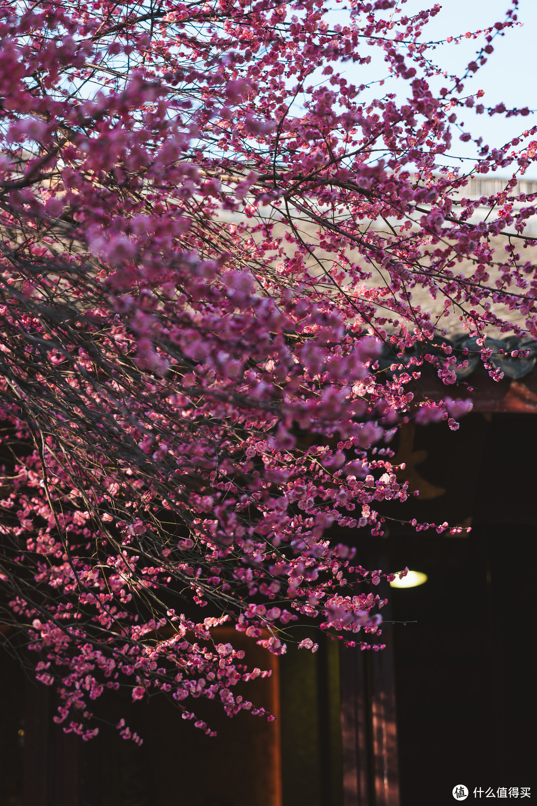 春天的花朵梅花——湖州铁佛寺赏梅