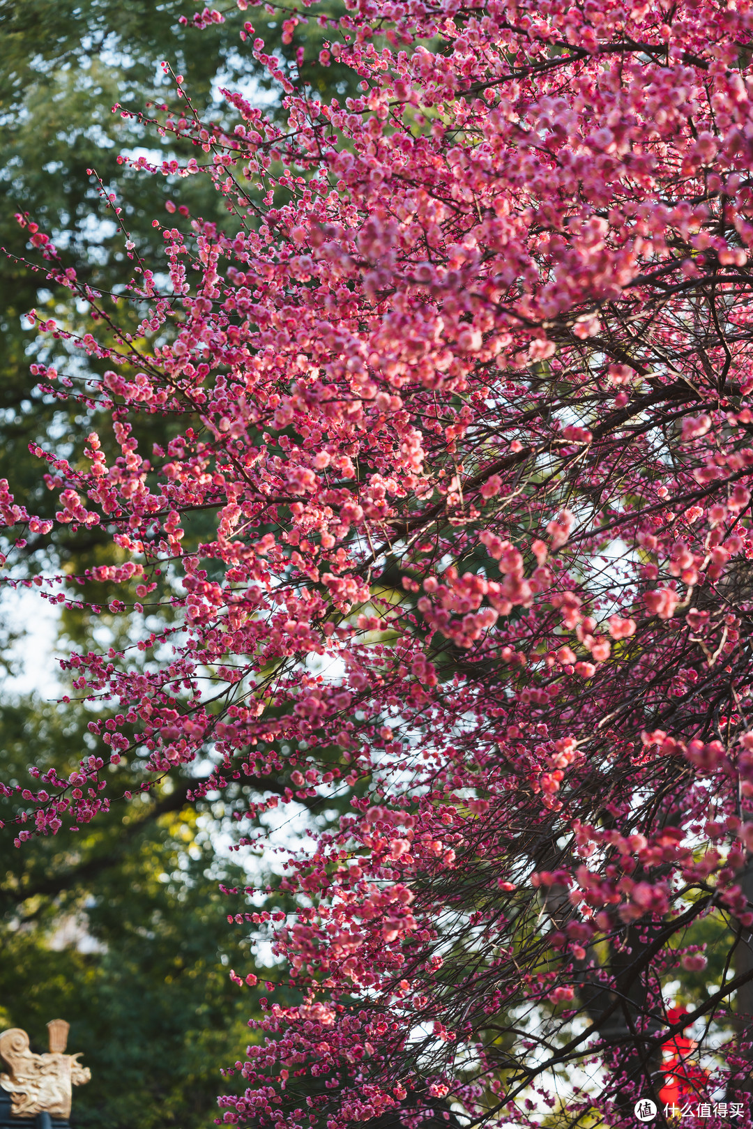 春天的花朵梅花——湖州铁佛寺赏梅
