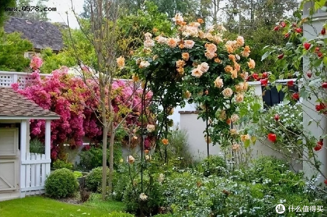 有个院子真好，养这“3种花”，开花不断，过上真正的田园生活！