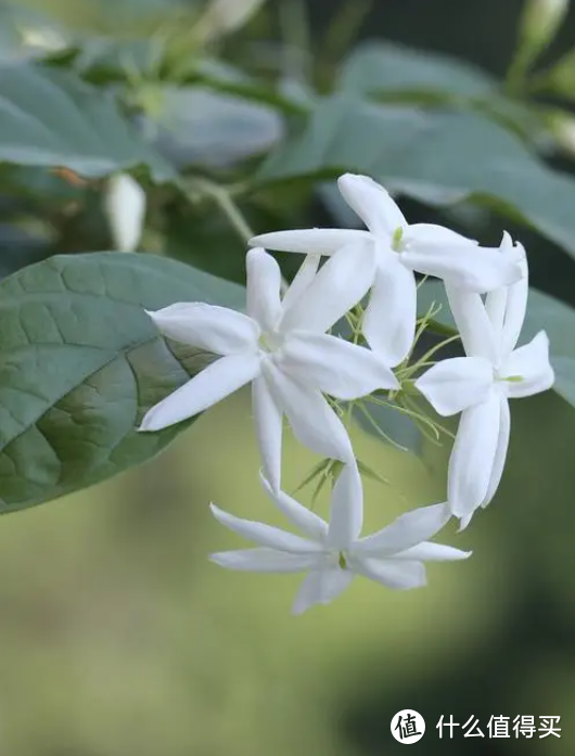 蓝妖：笔尖茉莉怎么养才能长得好？遵循这5大原则，四季都开花