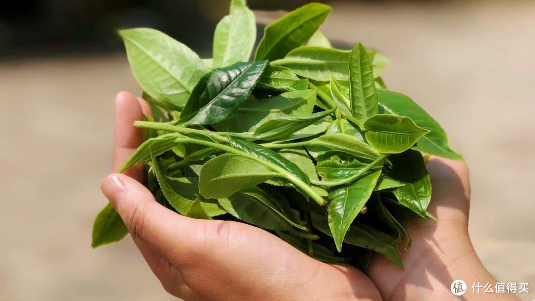普洱茶鲜叶，对比绿茶们可大了不止一圈
