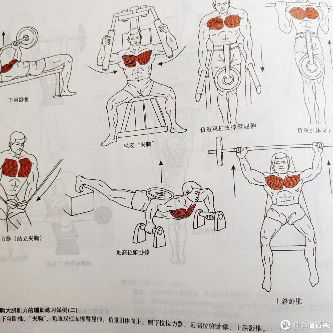 胸大肌训练计划图片