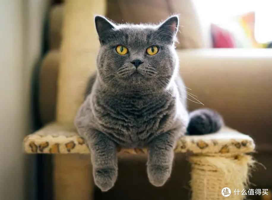 【科普】猫咪下泌尿道疾病，你了解吗？