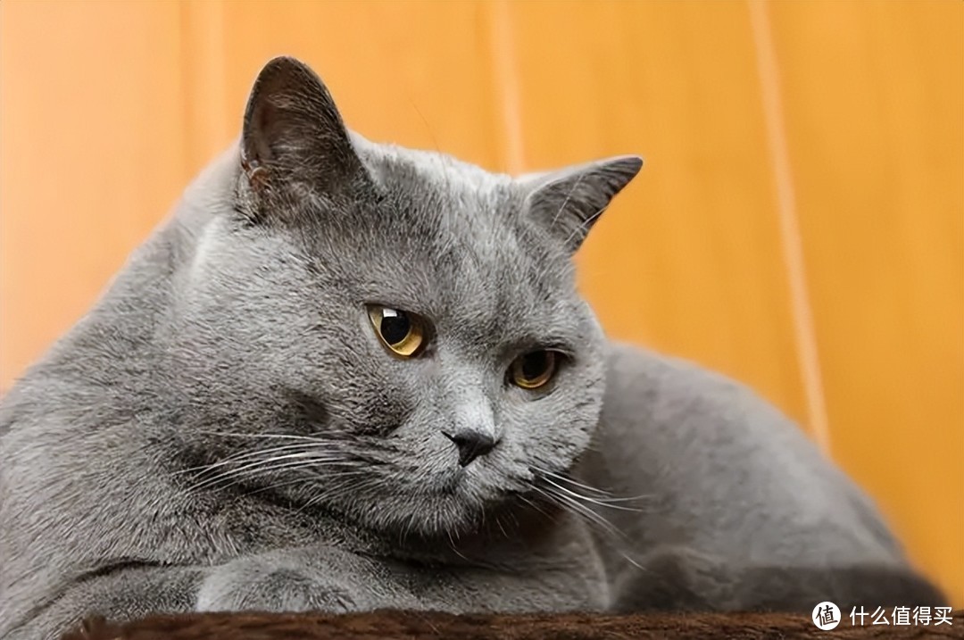 【科普】猫咪下泌尿道疾病，你了解吗？