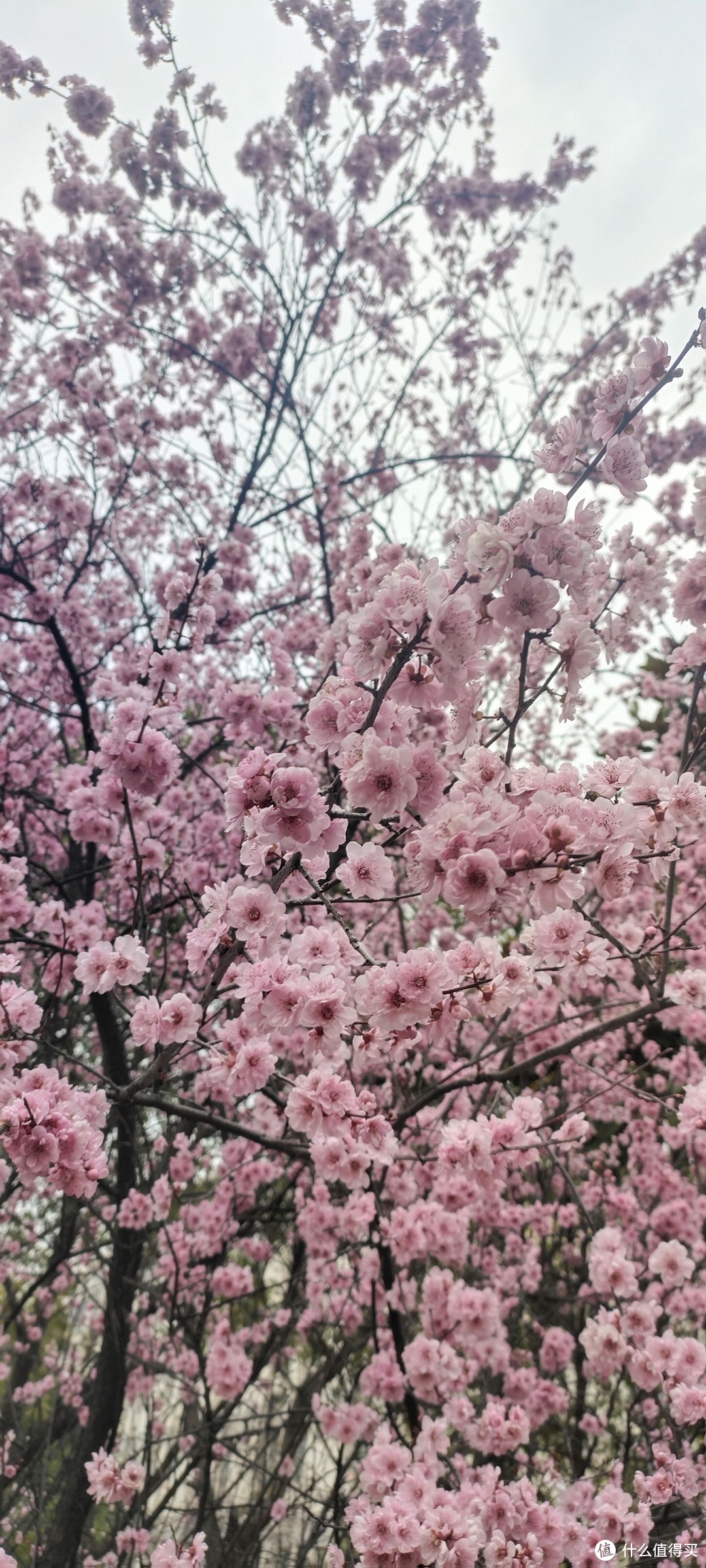 春天来了粉嫩如仙女的花花都盛开了，一起来欣赏各种花🌺盛开的景色吧，这个春风你赏花了嘛!