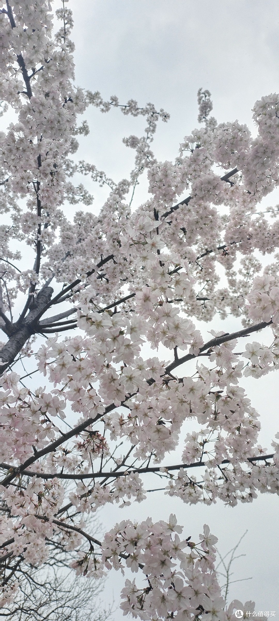 春天来了粉嫩如仙女的花花都盛开了，一起来欣赏各种花🌺盛开的景色吧，这个春风你赏花了嘛!