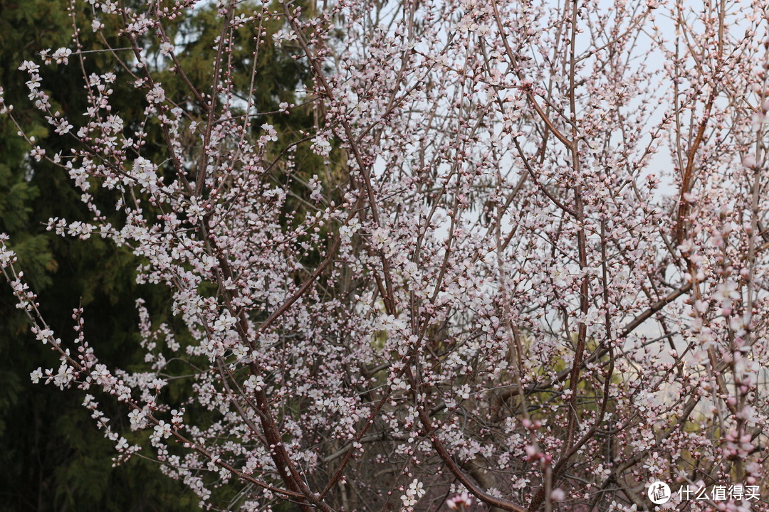 北京的春天，或许是春日最大的宝藏