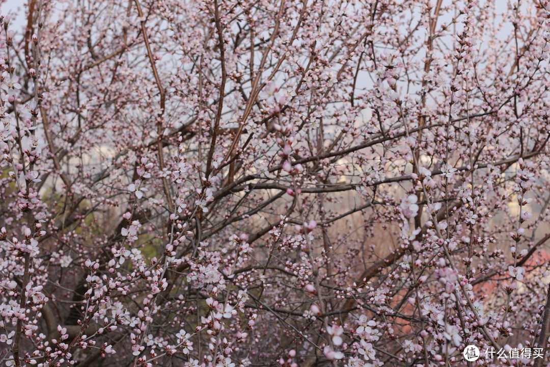 北京的春天，或许是春日最大的宝藏