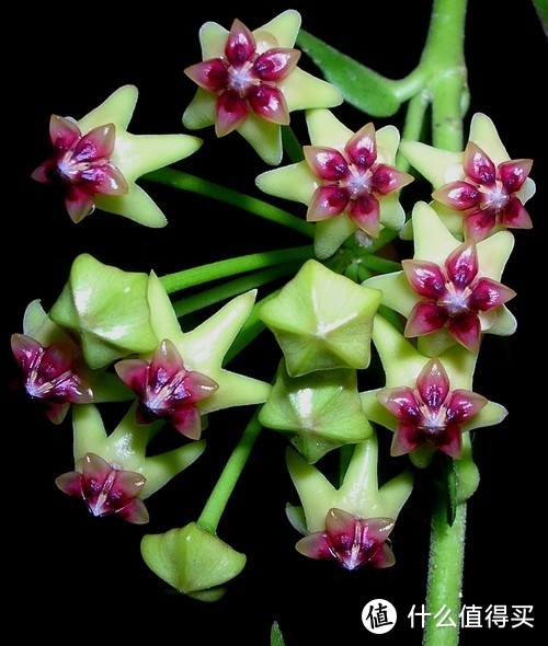 Hoya cumingiana