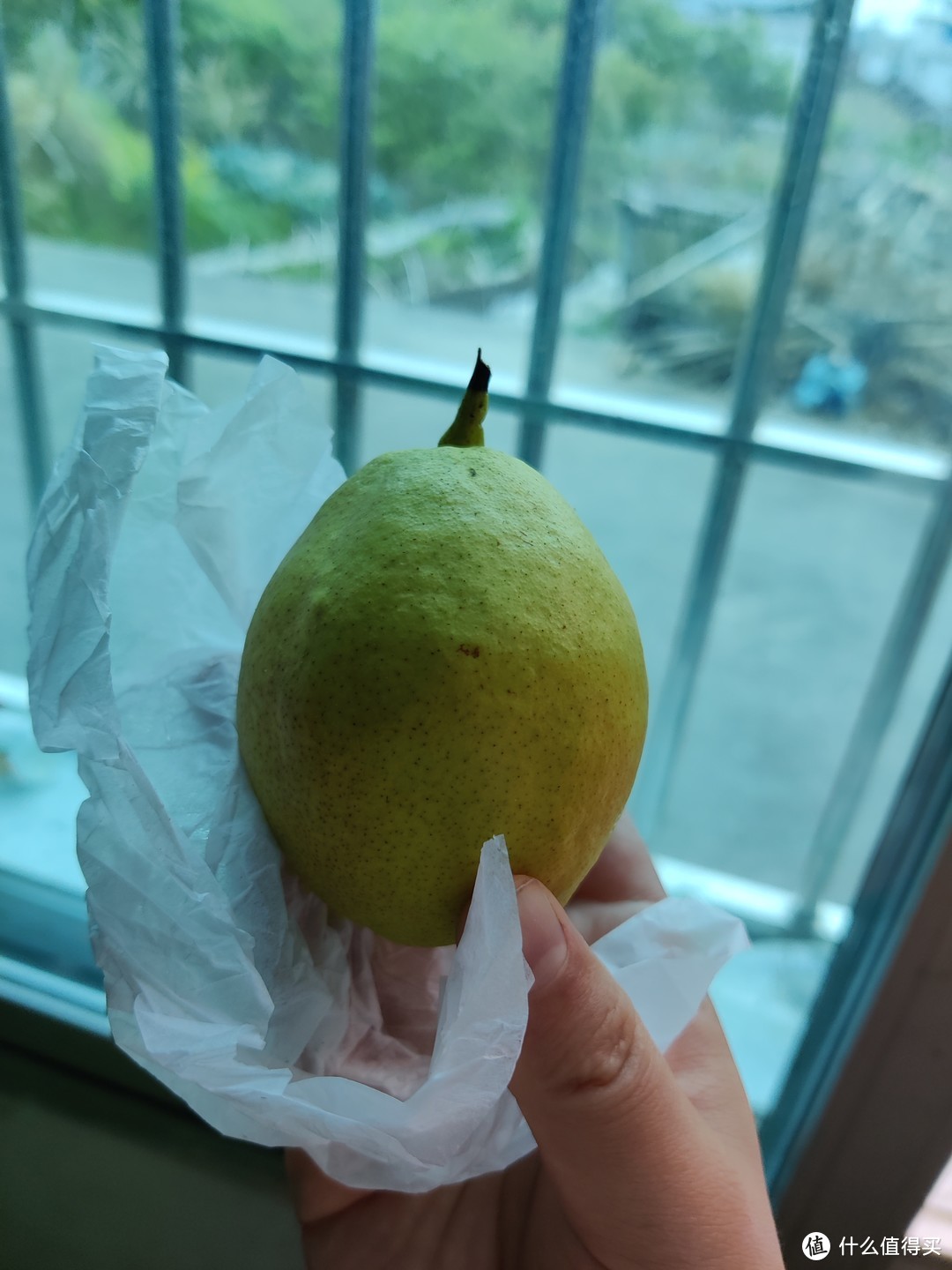 我的减脂期间水果分享之香梨
