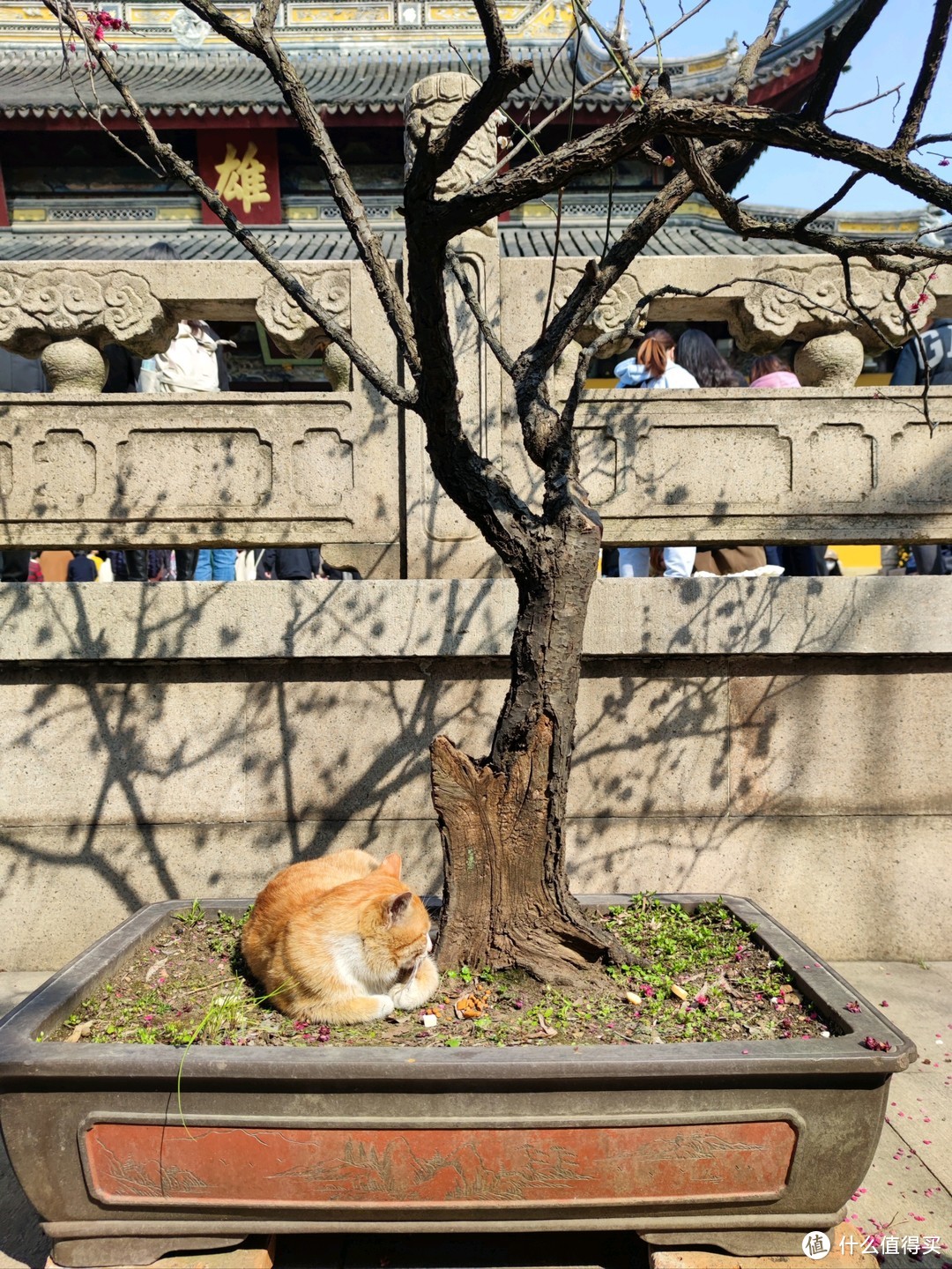 初春踏青苏州游之西园寺（大量猫照，慎入）