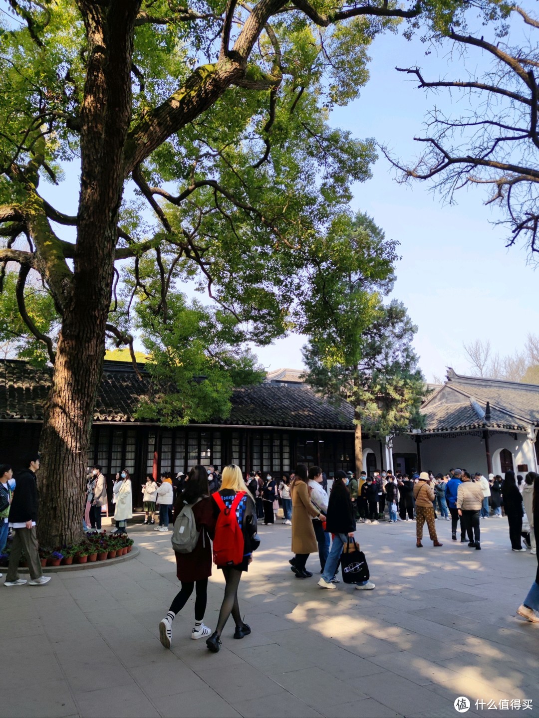 初春踏青苏州游之西园寺（大量猫照，慎入）