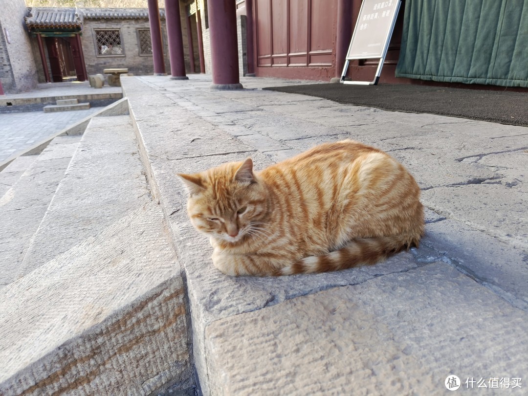 晋祠内有很多猫猫，据说祖上都是皇家猫猫