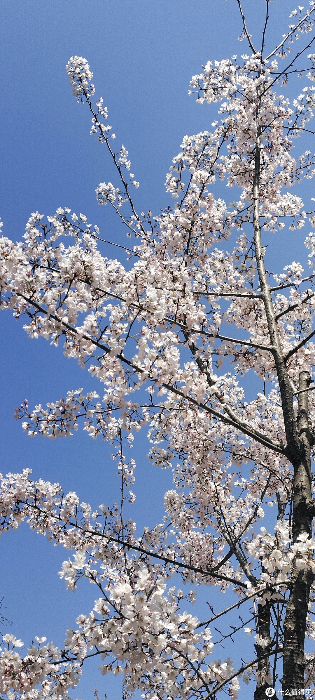 故乡的🌸樱花🌸开了，风中弥漫着浪漫的气息扑面而来，春暖花开的季节，一起来欣赏樱花吧。