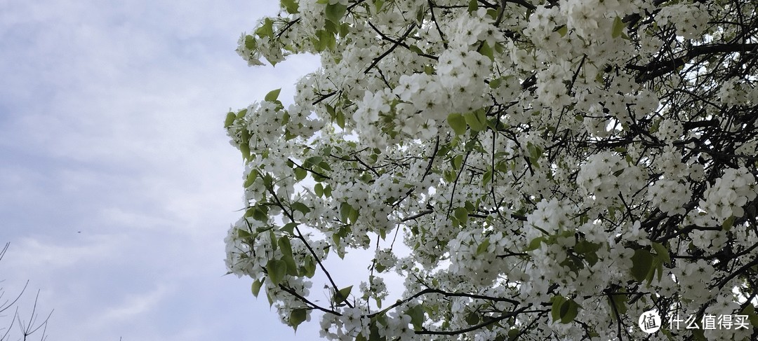 去藏龙岛湿地公园-春暖花开，一起赏花拍照，热爱生活吧。