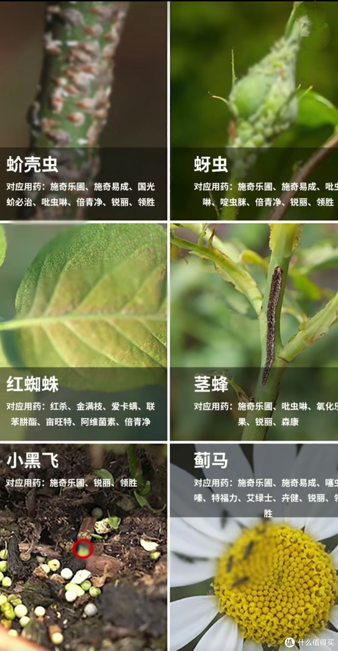 春光灿烂，花团锦簇，月季病虫防治怎么做？