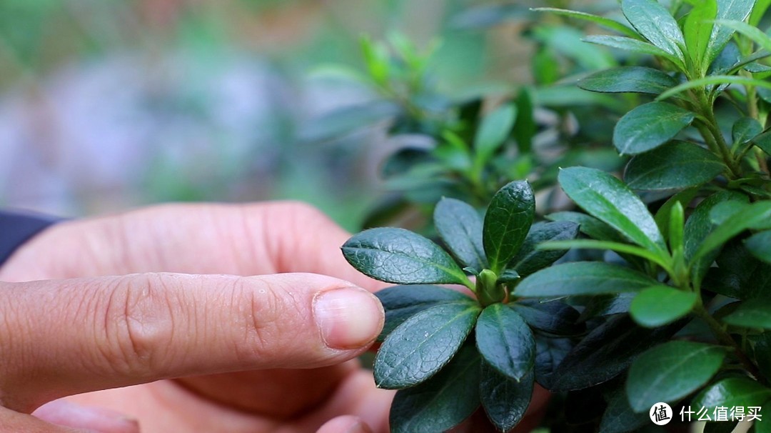 杜鹃花很好养，做到“一点”，年年开花，花多叶绿美翻天了