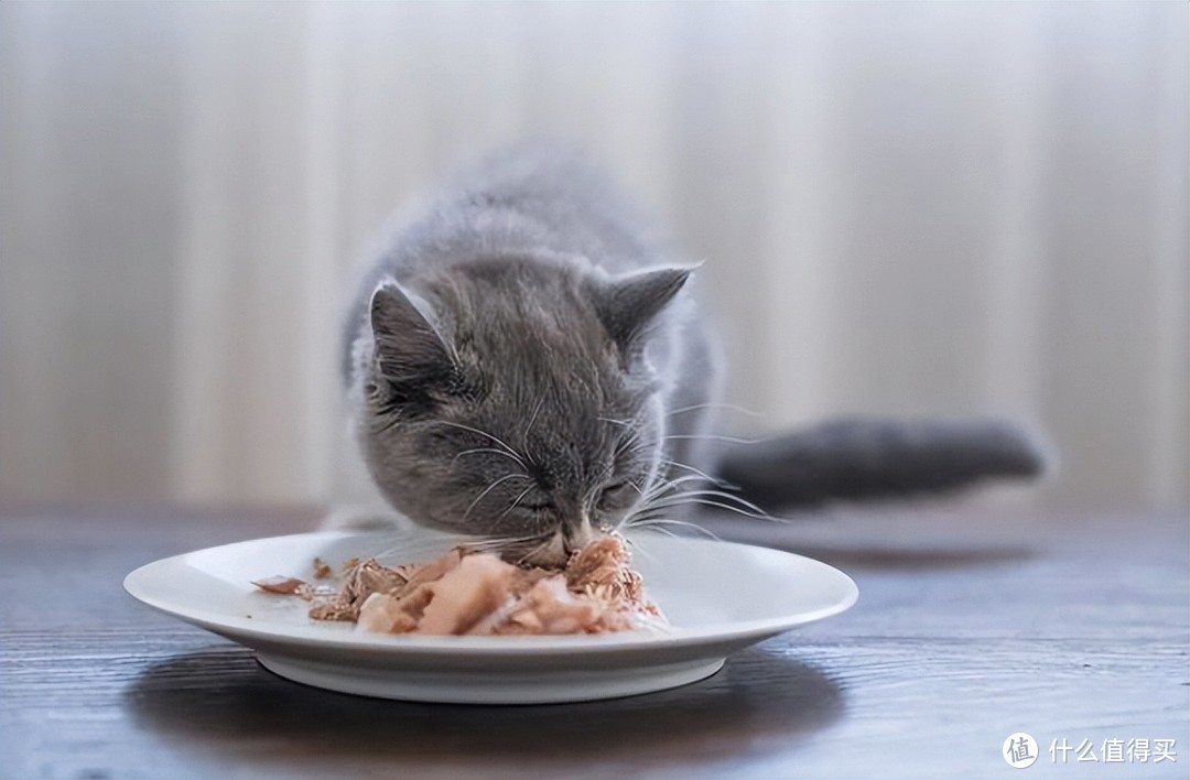 猫咪“玻璃胃”不好？试试这3个调理方法，增加肠胃的抵抗力