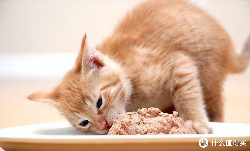 猫咪“玻璃胃”不好？试试这3个调理方法，增加肠胃的抵抗力