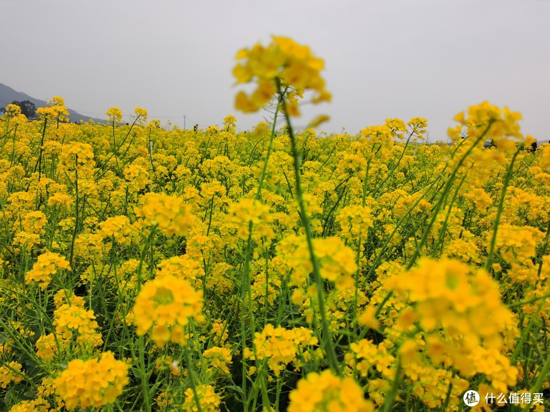 穿上白色的风衣去看油菜花