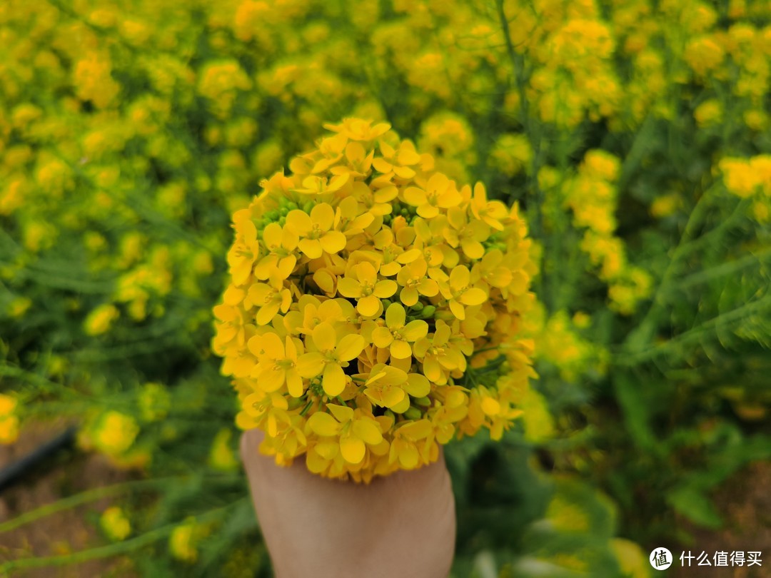 穿上白色的风衣去看油菜花