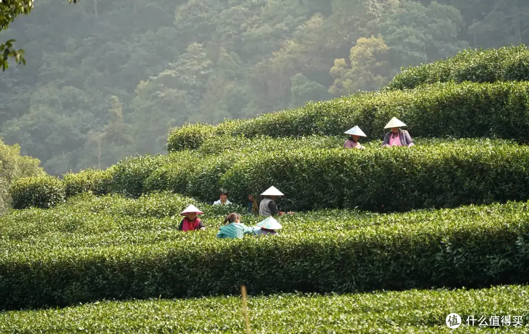 3月来浙江玩什么？这3座特色茶园必打卡，遇见江南大美春景