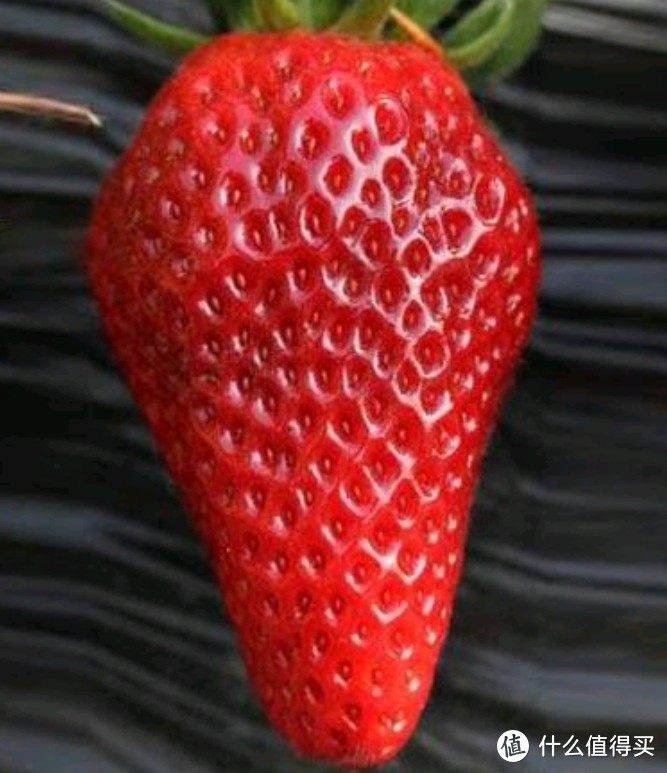 春天到了，草莓自由了，吃草莓吧