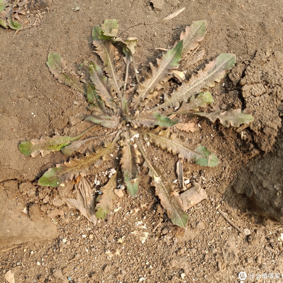 荠荠菜