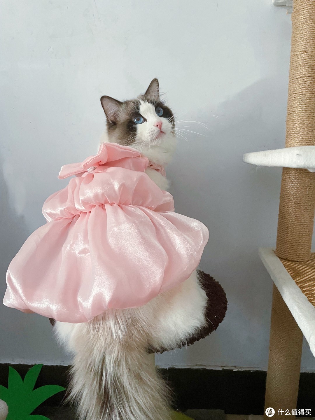 该不该给猫咪穿衣服？可是，穿上衣服的猫咪真的真的超可爱