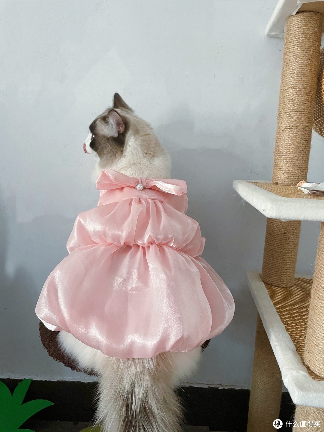 该不该给猫咪穿衣服？可是，穿上衣服的猫咪真的真的超可爱