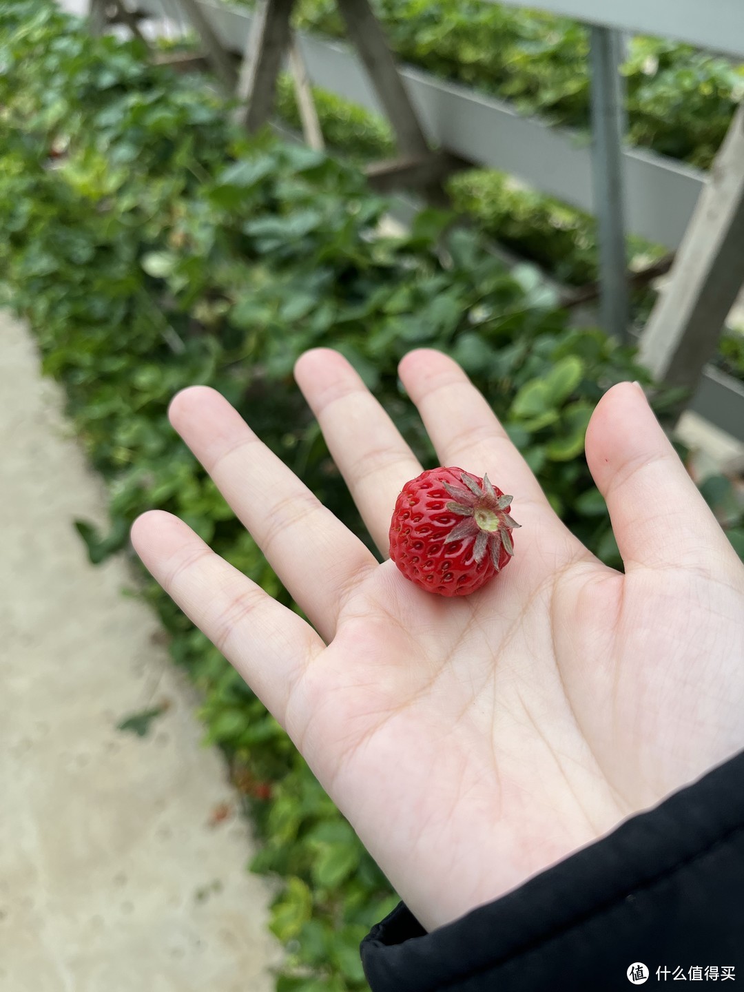 记一次美好的免费草莓采摘活动，亲子游玩推荐！