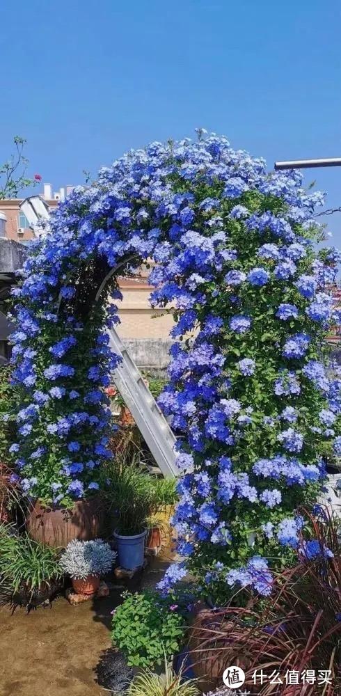 养蓝雪花，着重做“3点”，一整年都开花，花量巨大清新美丽