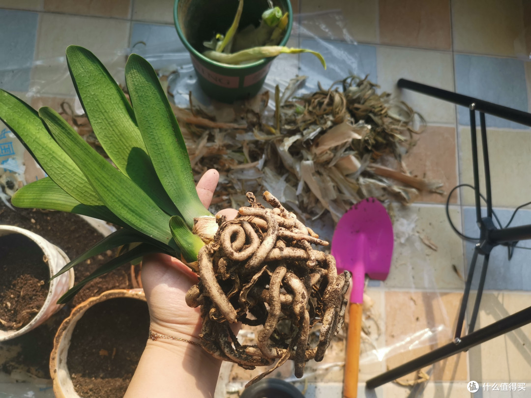 今天给我的君子兰换了土