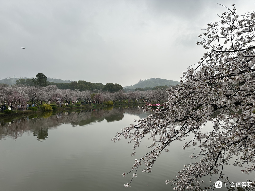 樱花季——武汉南京无锡平坝