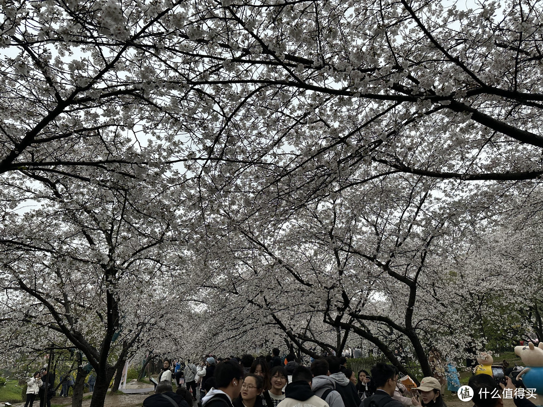 樱花季——武汉南京无锡平坝