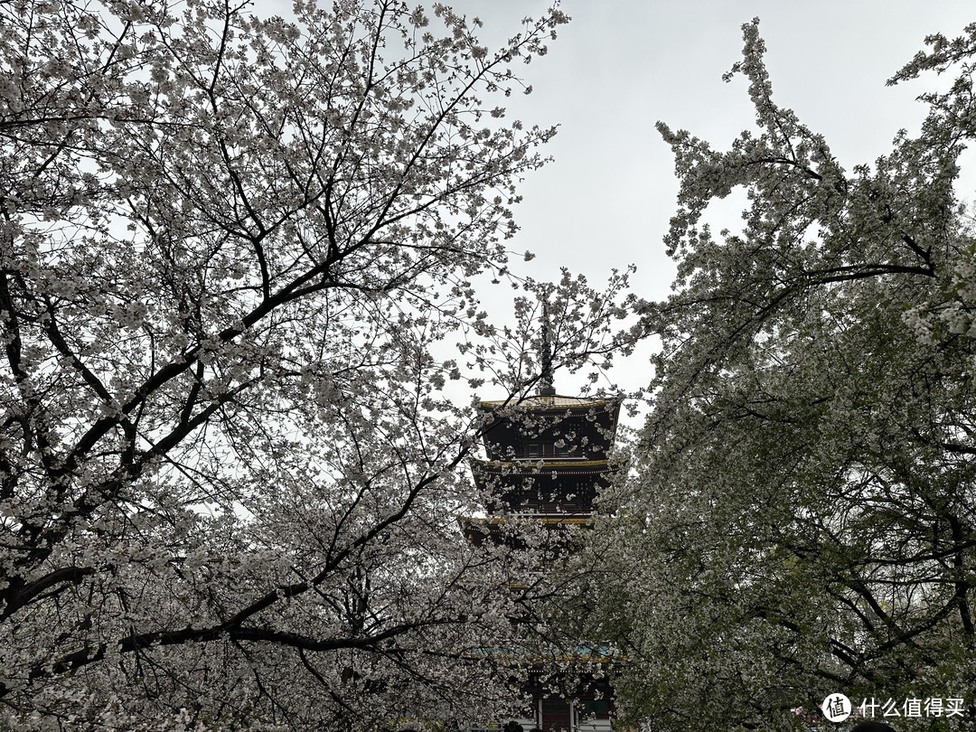 樱花季——武汉南京无锡平坝