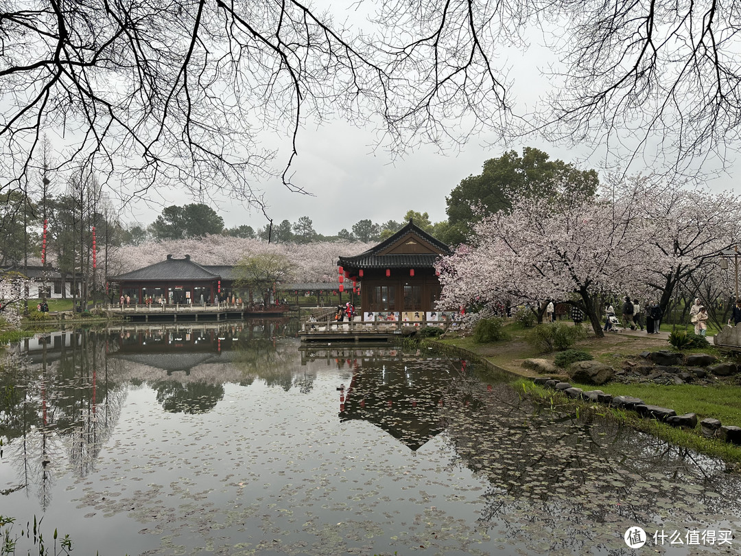 樱花季——武汉南京无锡平坝