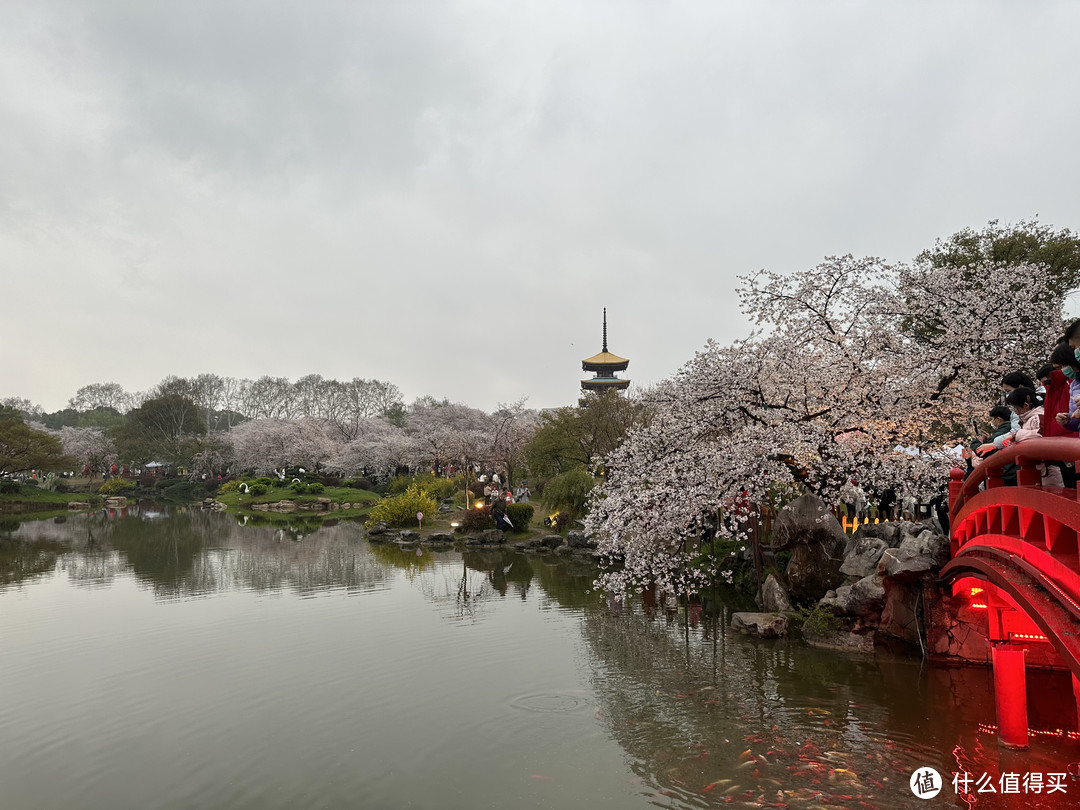 樱花季——武汉南京无锡平坝